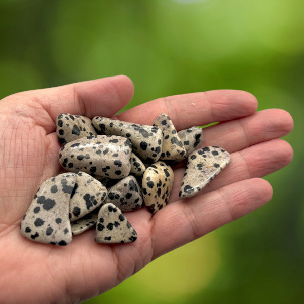 Jaspe Dalmatien Pierre Roulée